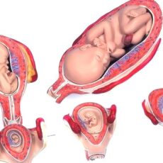 6 Fetal Development Models<br>- HIRE per week