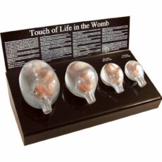 4 True to Size and Weight Lifelike Fetal Models<br>- HIRE per week